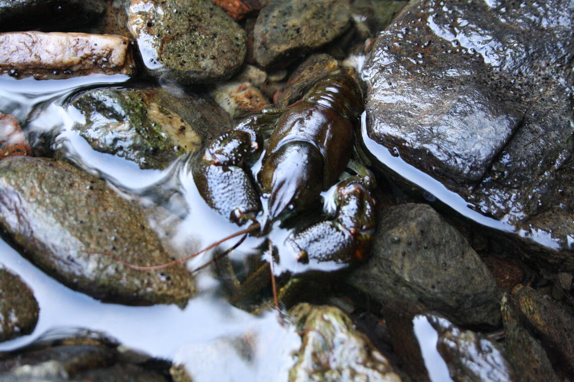 Découverte pêche aux ecrevisses_Usson-en-Forez