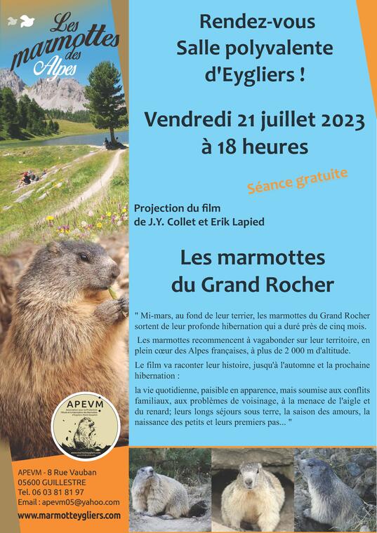 film marmotte
