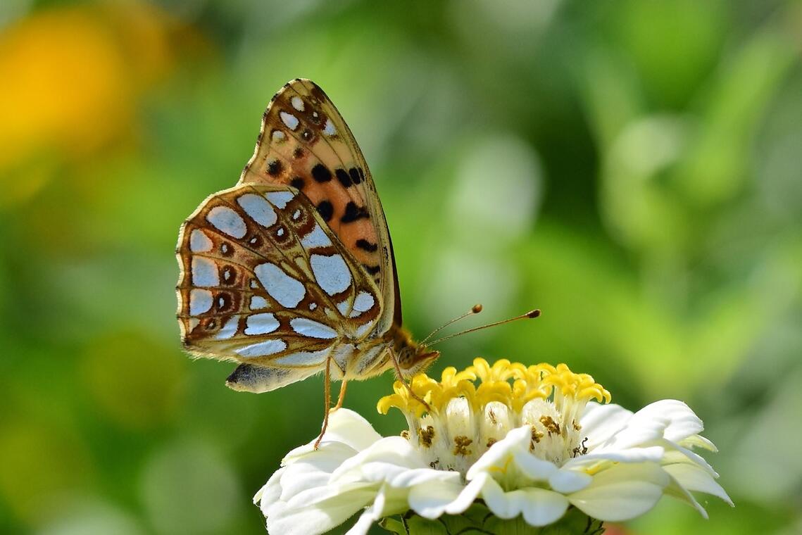 Jardinage et gestion écologique_Rochefort