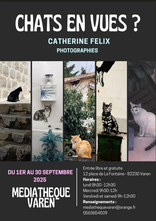 Chats en vues ?