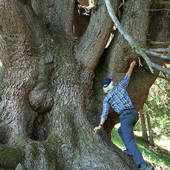 La puissance de l'arbre_Avignon