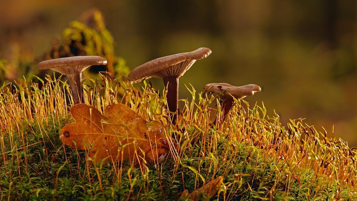 Musique et Murmures de la forêt_Cérilly