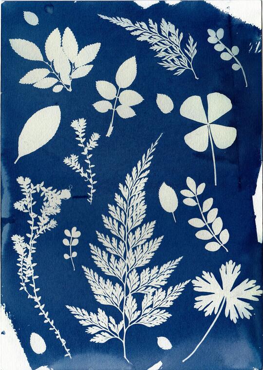 Les ateliers de l’été : Créations solaires : atelier cyanotype en famille_Septfonds