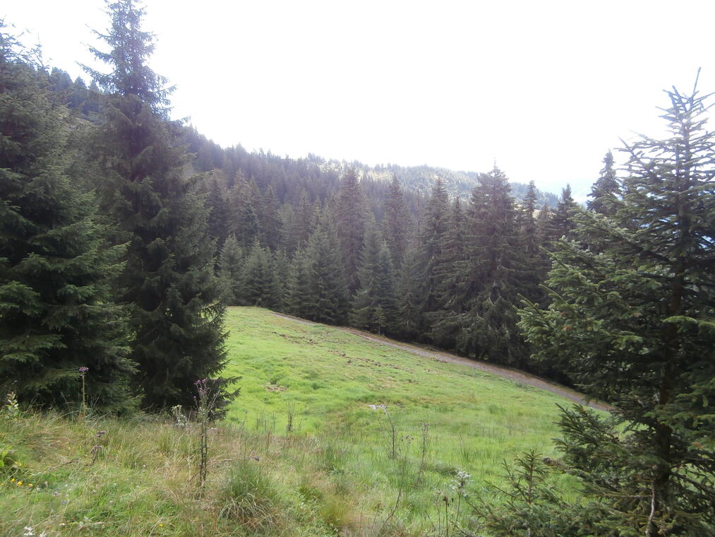 Foret
