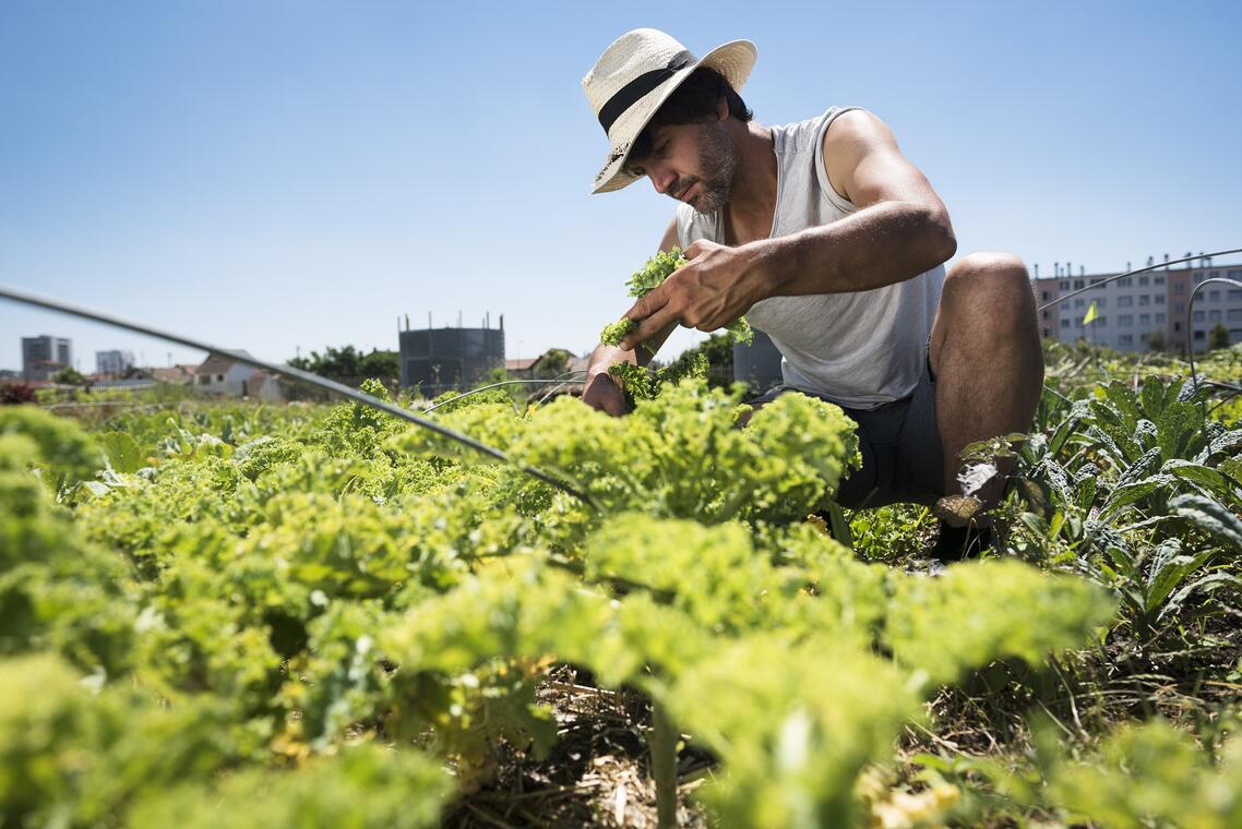 Récolte à la ferme urbaine