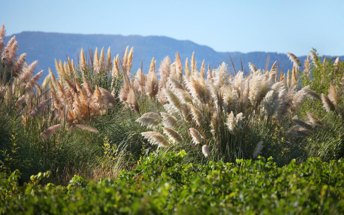 Randonnée Massif des Maures