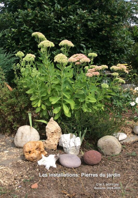 Cailloux du jardin-sedum