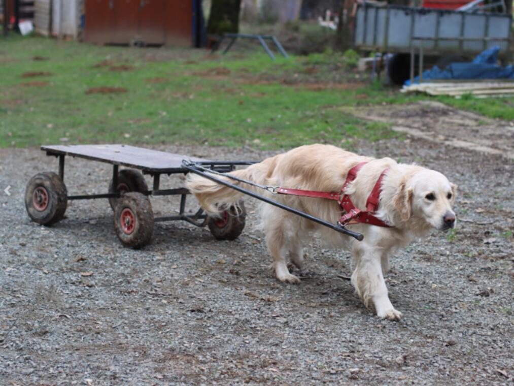 Concours canin_Néronde