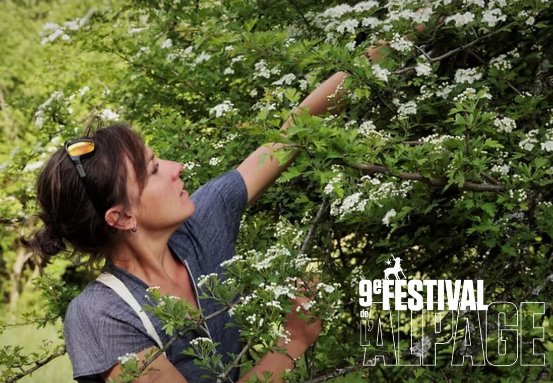 Festival de l'Alpage : Sortie ethnobotanique à la découverte des plantes médicinales du Valgaudemar_Saint-Maurice-en-Valgodemard
