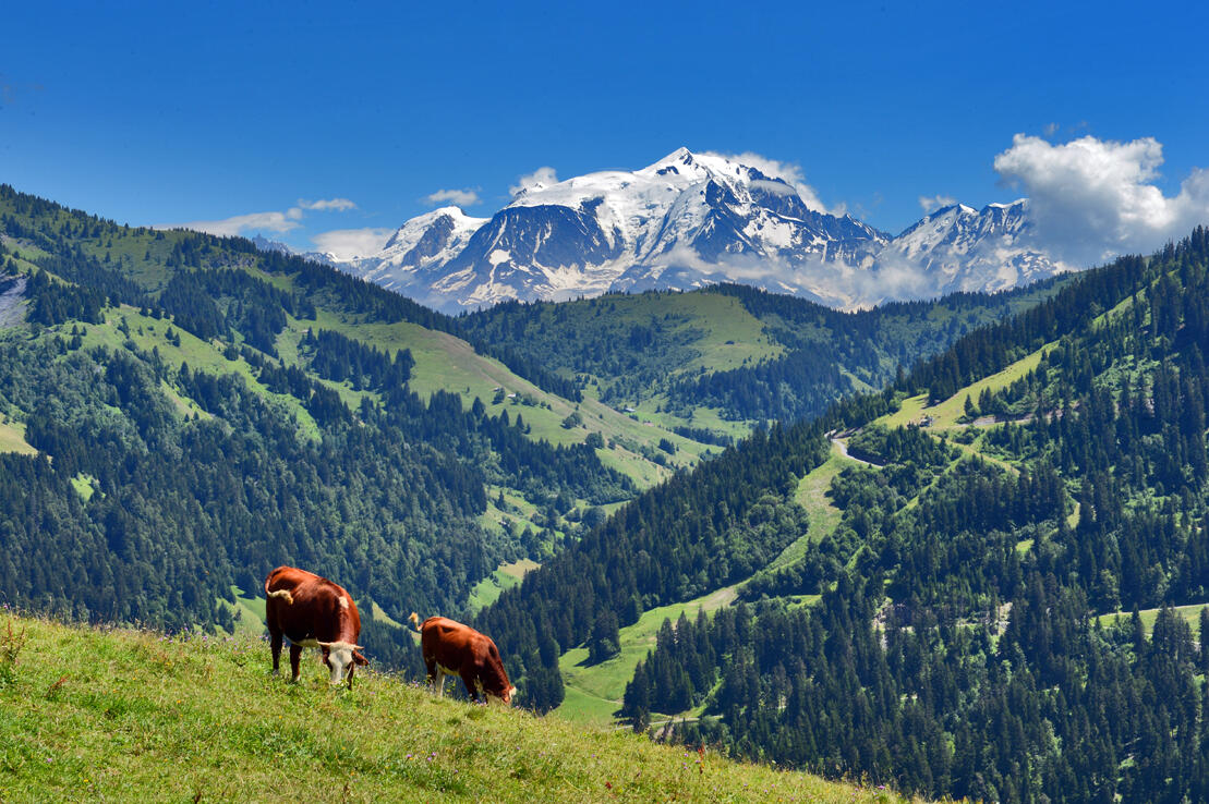 Vache