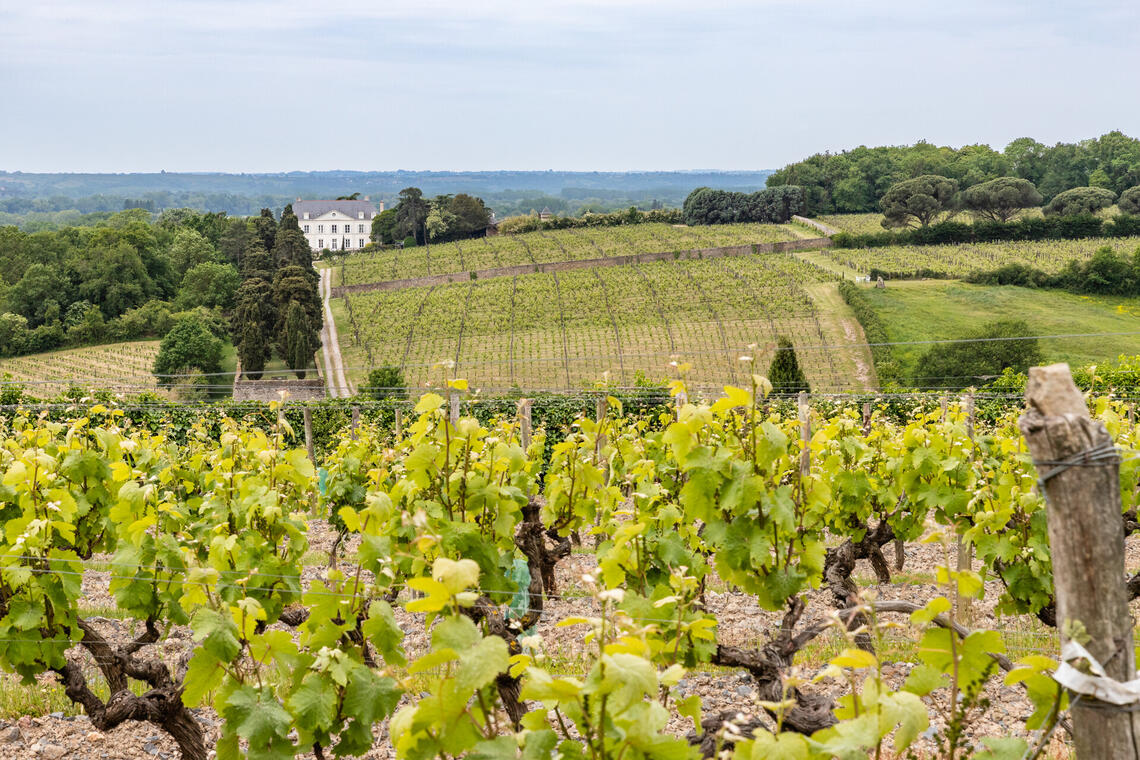 Balade dans les vignes