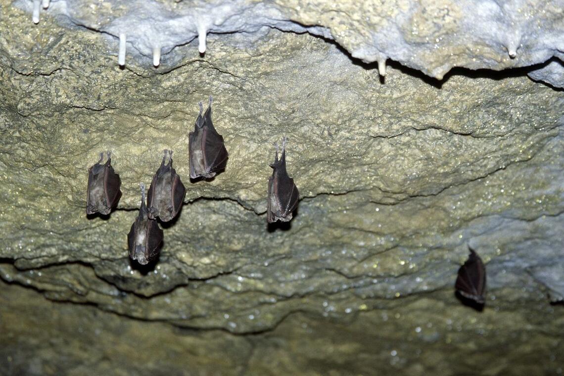 Grands Rhinolophes