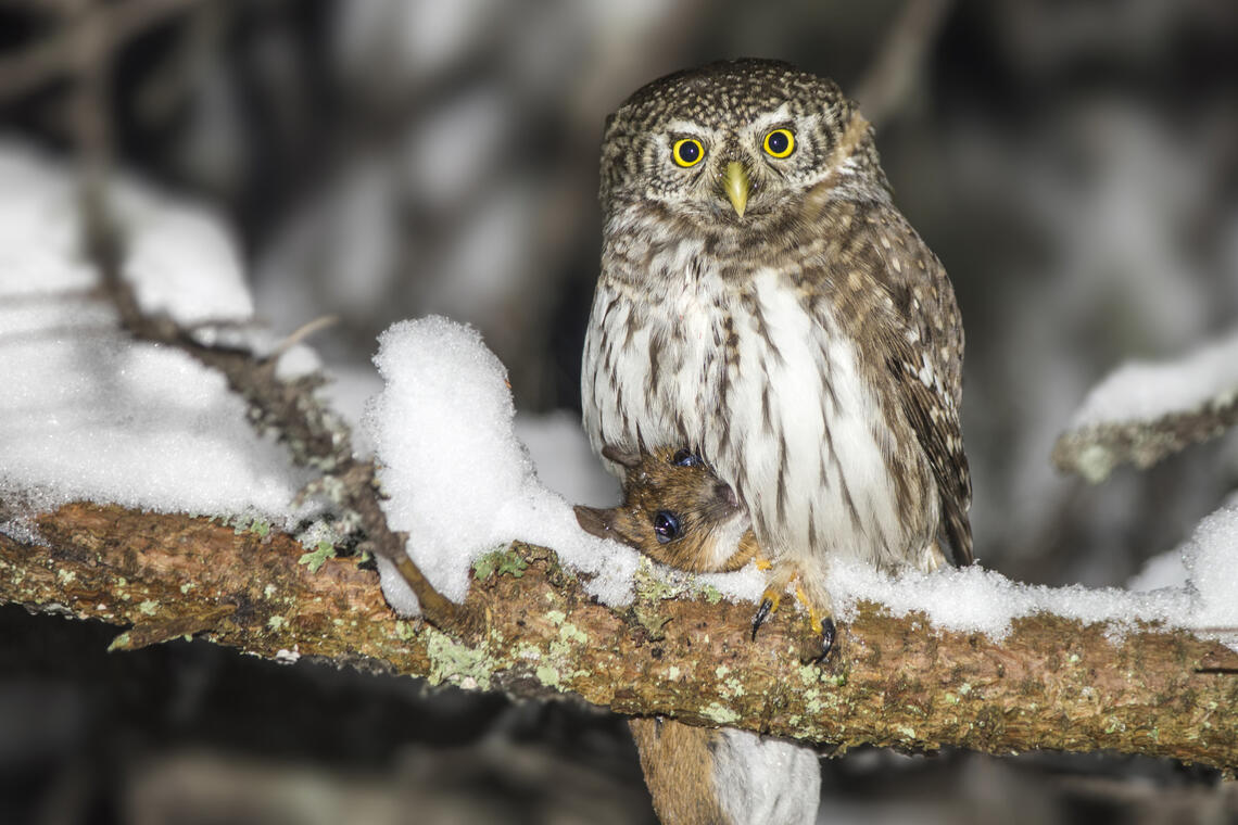 Sortie LPO - Observation des oiseaux nocturnes_Plateau des Petites Roches