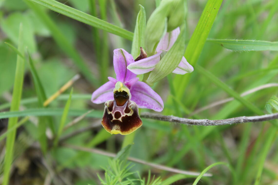 Ophrys bourdon