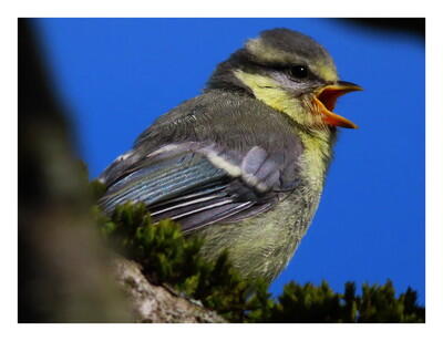A l'écoute des oiseaux_Pérignat-sur-Allier