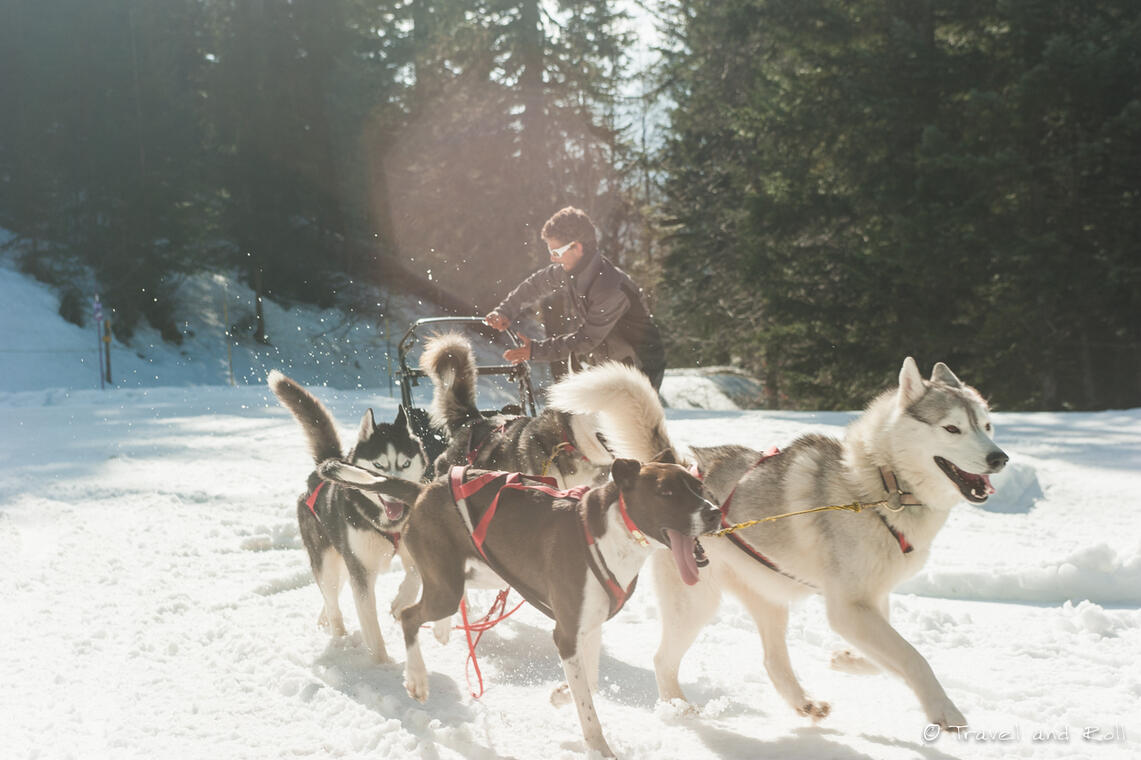 Chiens de traineau