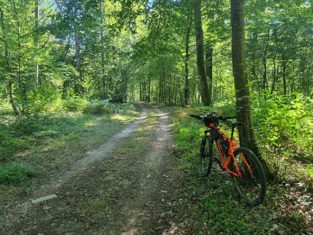 Chemins des bois de Bresse