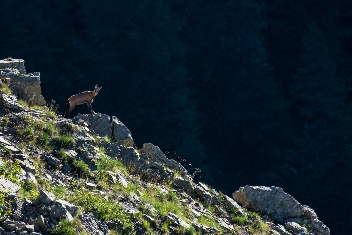 Sortie patrimoine et chamois_Orcières