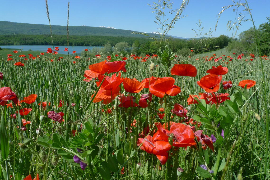 Champ de coquelicots