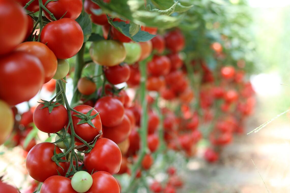 Plants de tomates