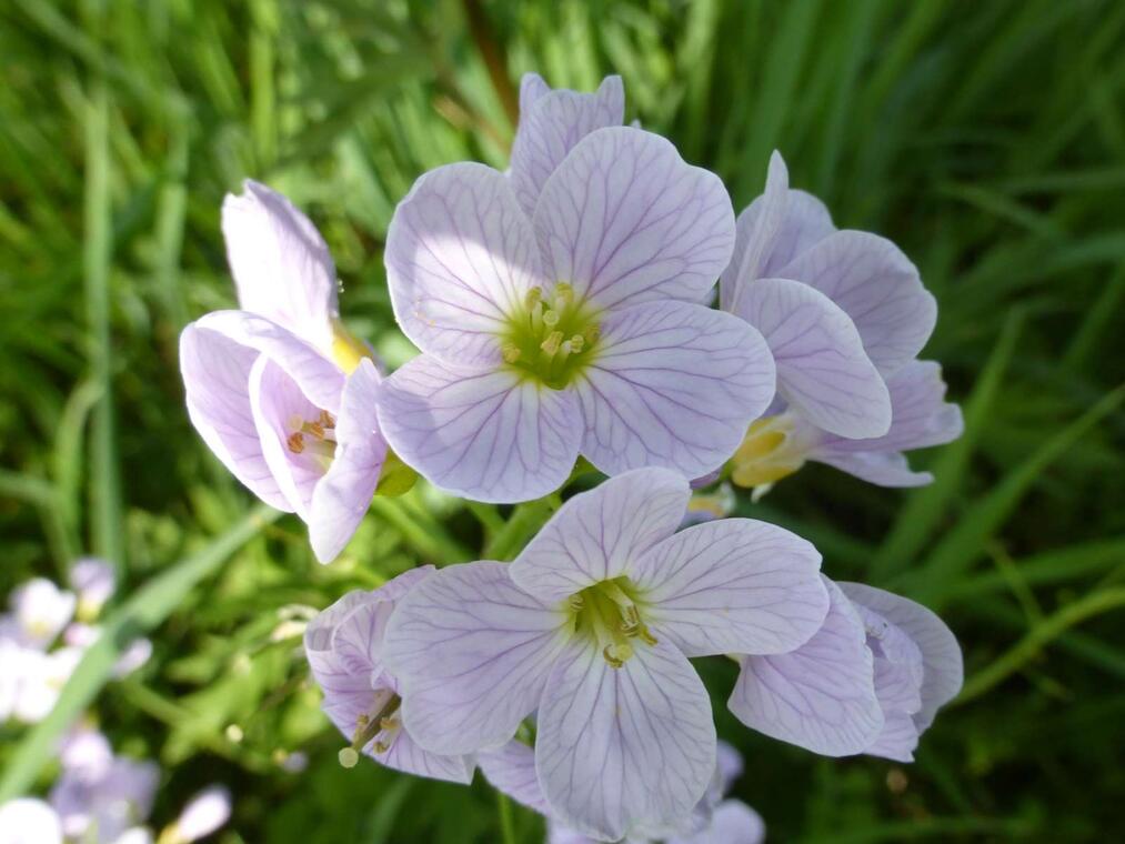 Cardamine des Prés