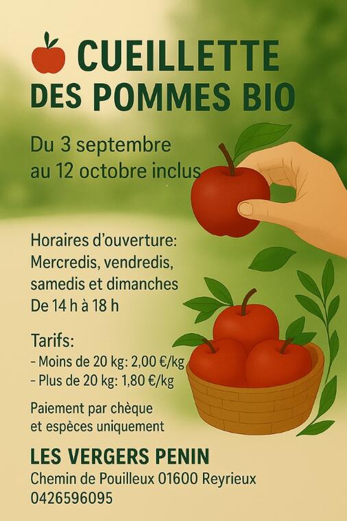 Cueillette des pommes bio_Reyrieux