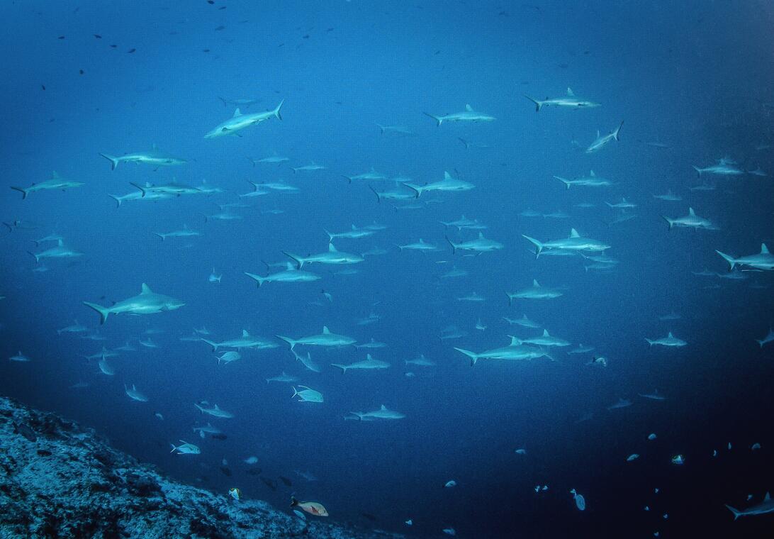 Le Mur de Requin de Tiputa à Rangiroa  - Tahiti Tourisme