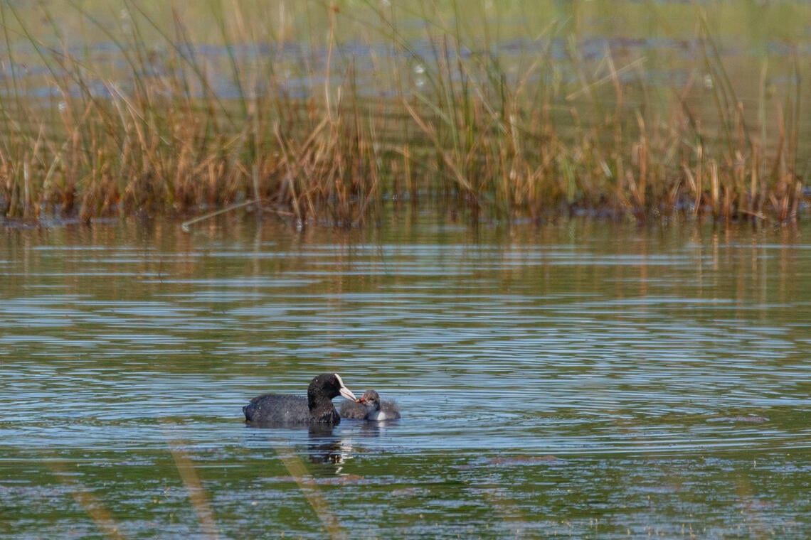 Oiseau sur les étangs