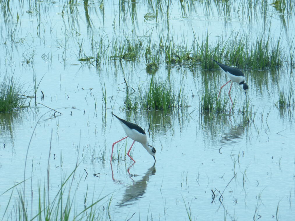 Reserve-Moeze-Oleron-LPO-Echasse blanche