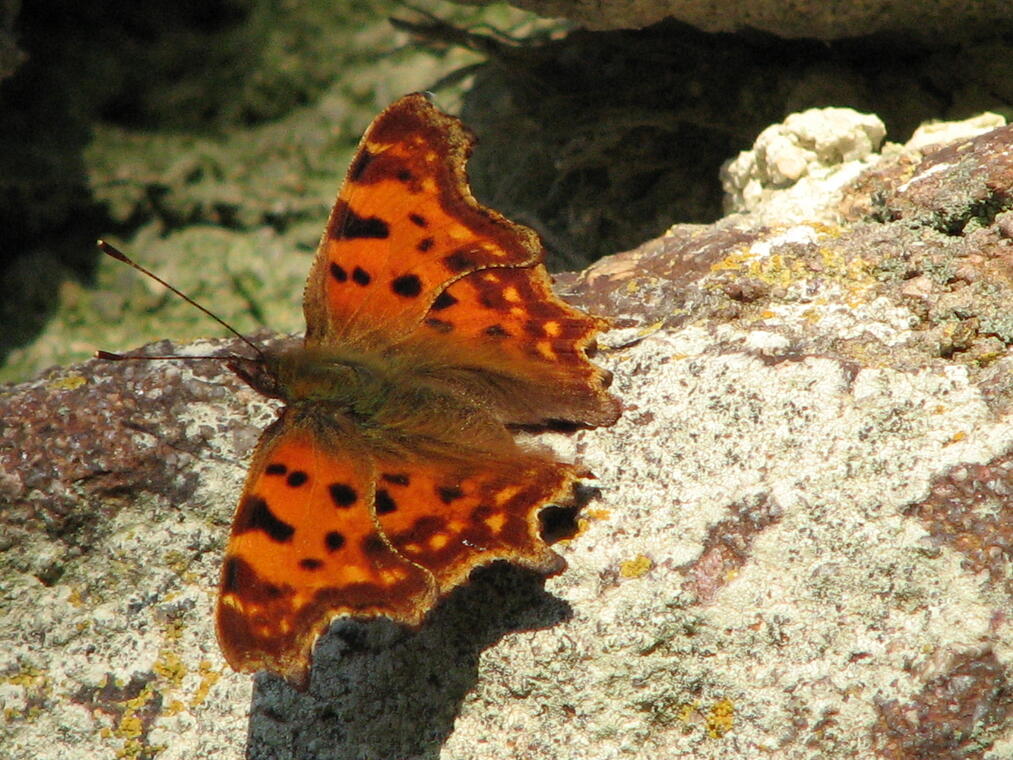 Robert le Diable (papillon)