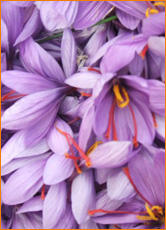 Crocus Sativus