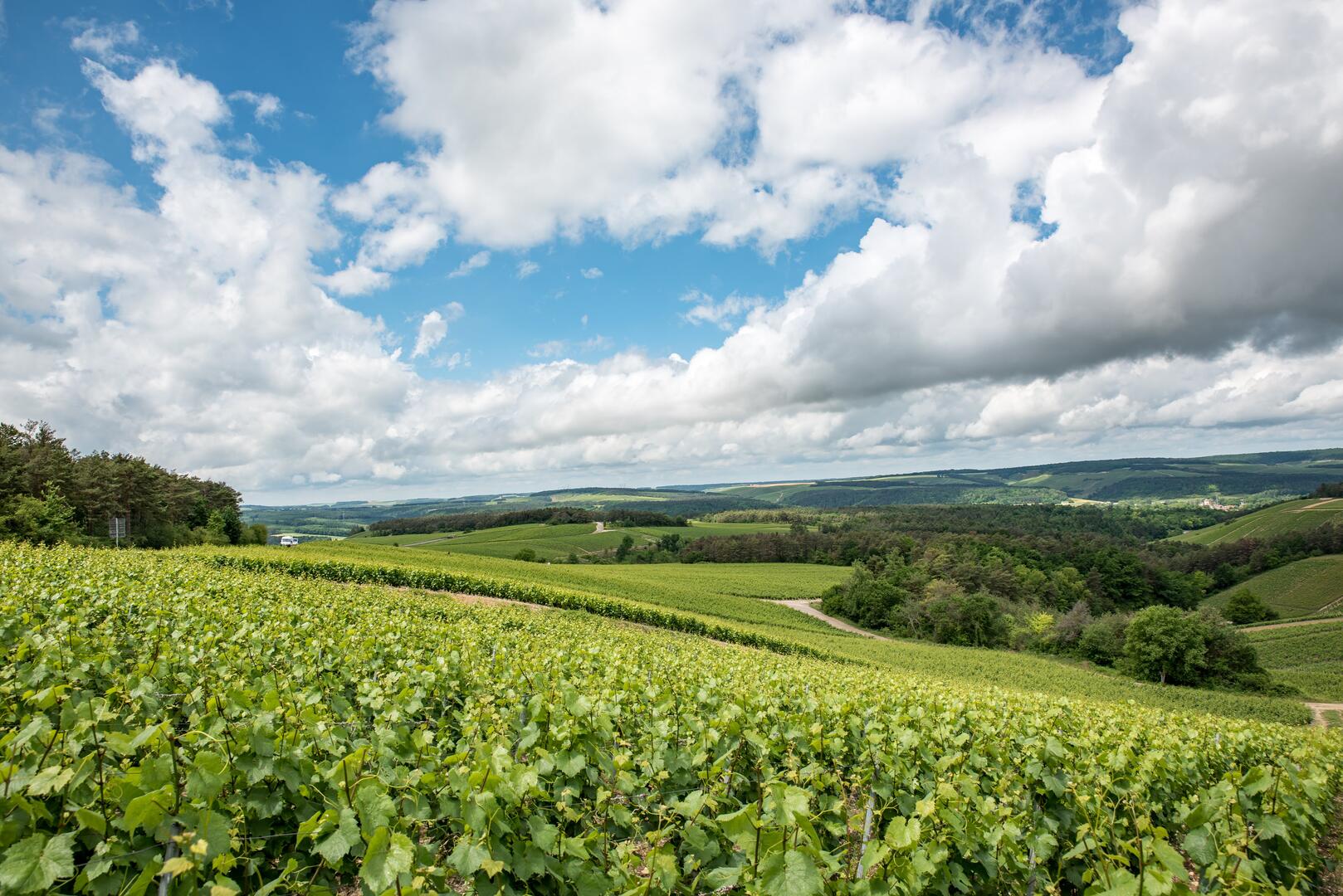 Vignes Les Riceys - CDT Aube.jpg