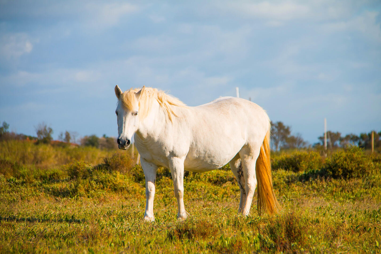 Sérigan Plage-printemps-chevaux-2019@Karinegregoire (8).jpg
