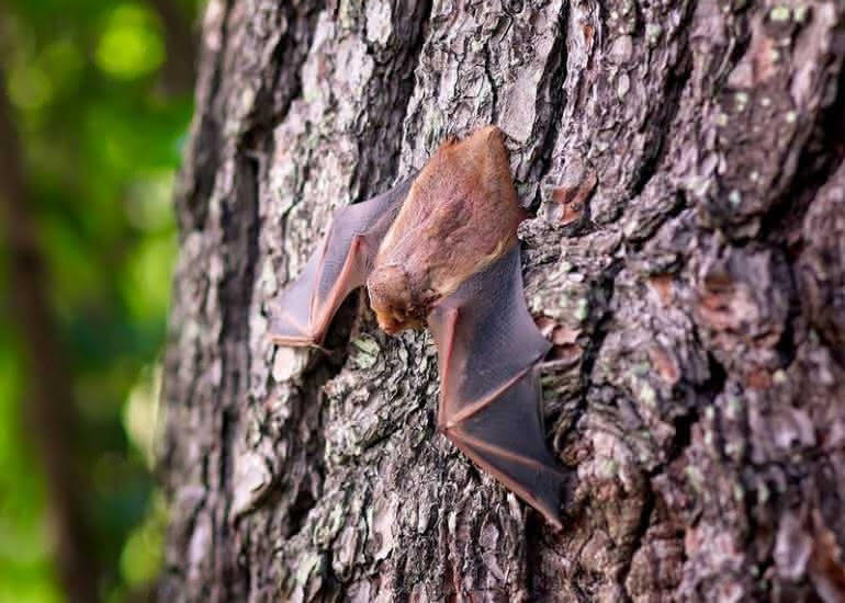 chauve-souris-pixabay-770x550.jpg