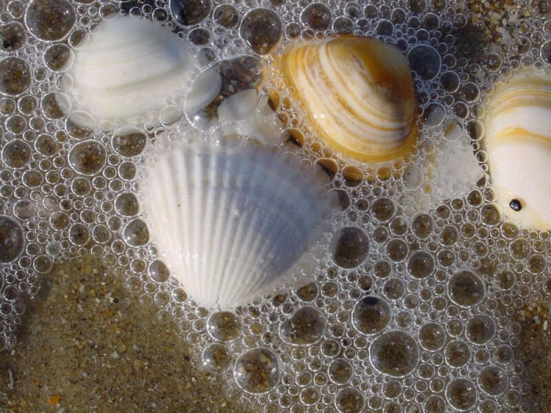 800x600_photo-9-souvenir-de-la-plage-1000x750-2392.jpg