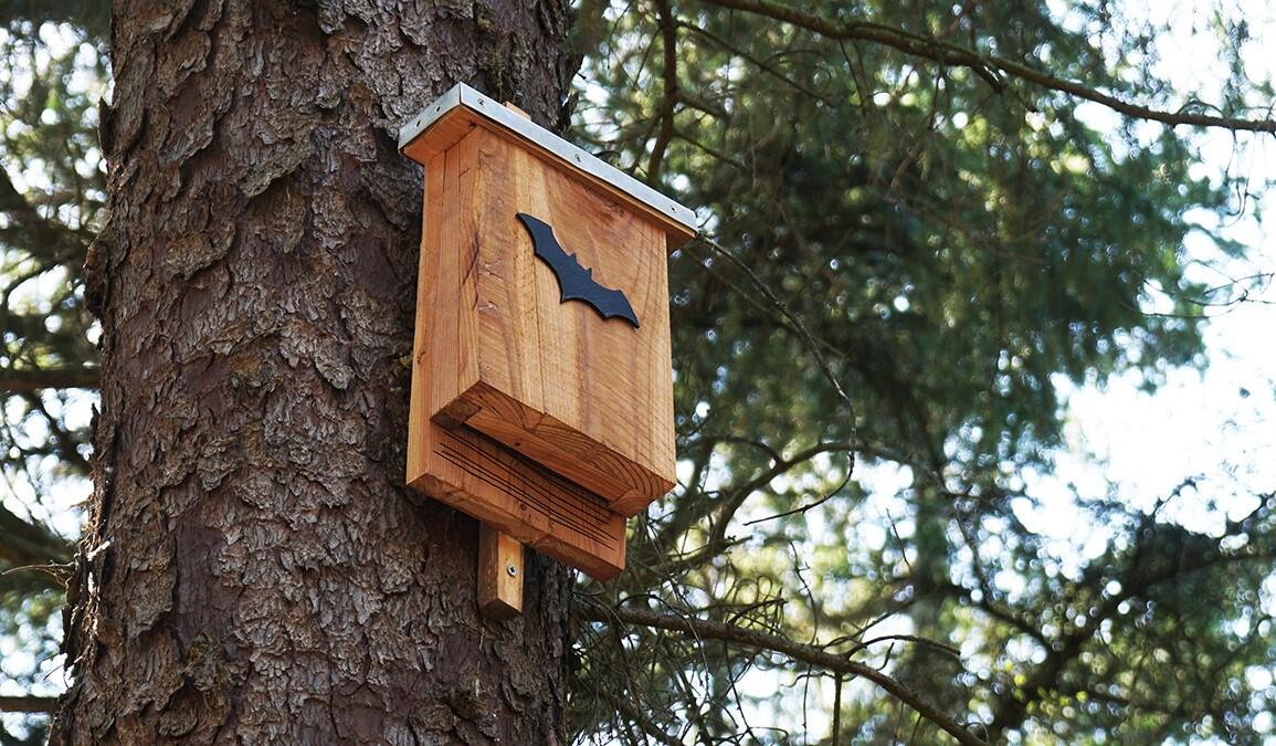 chauve-souris 02.jpg