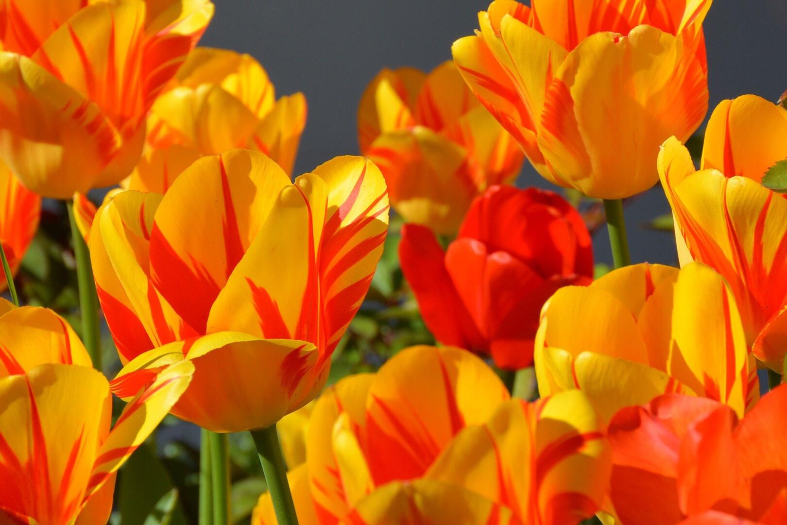 tulips-g3696d1875_1920.jpg