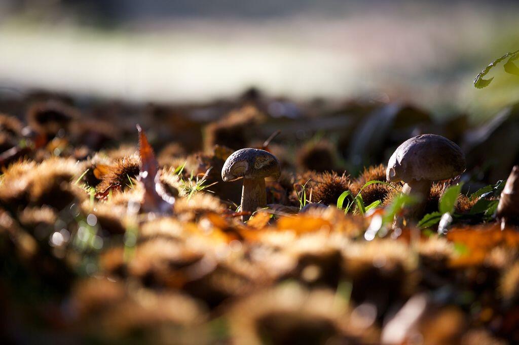 chataignes_champignons_-M.Anglada-1.jpg-1024px.JPG
