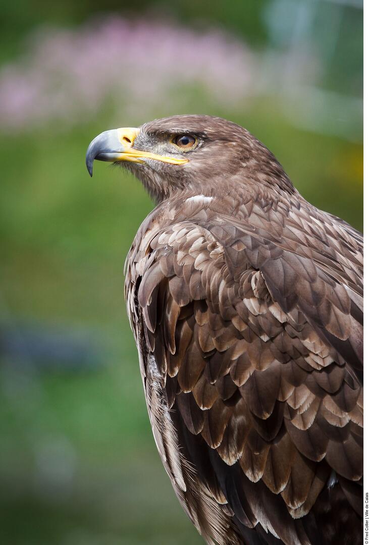 SalonOIseaux.jpg