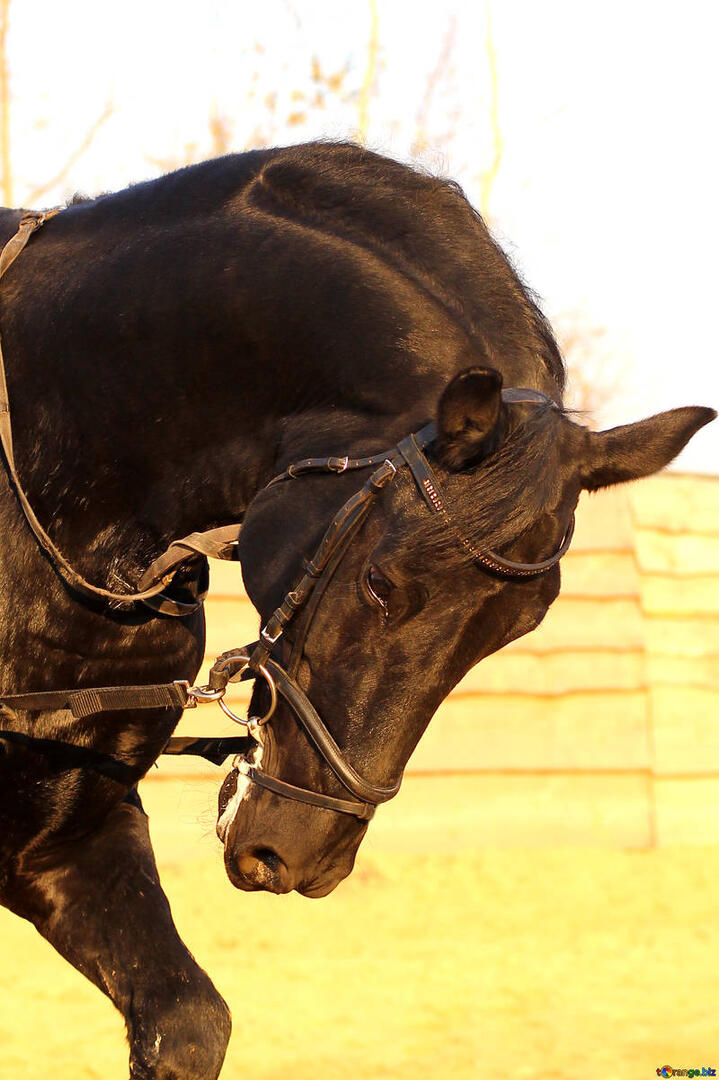 horse-sport-training-soaps-37233.jpg
