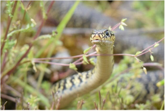 Serpent.jpg