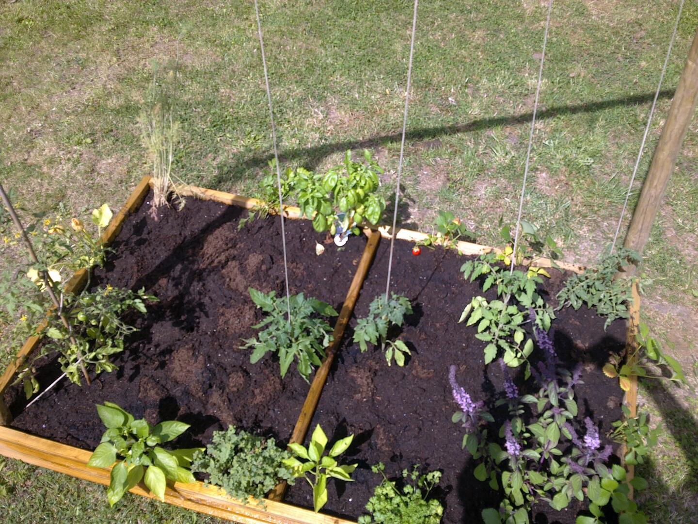 Jean Dubois carré potager.jpg