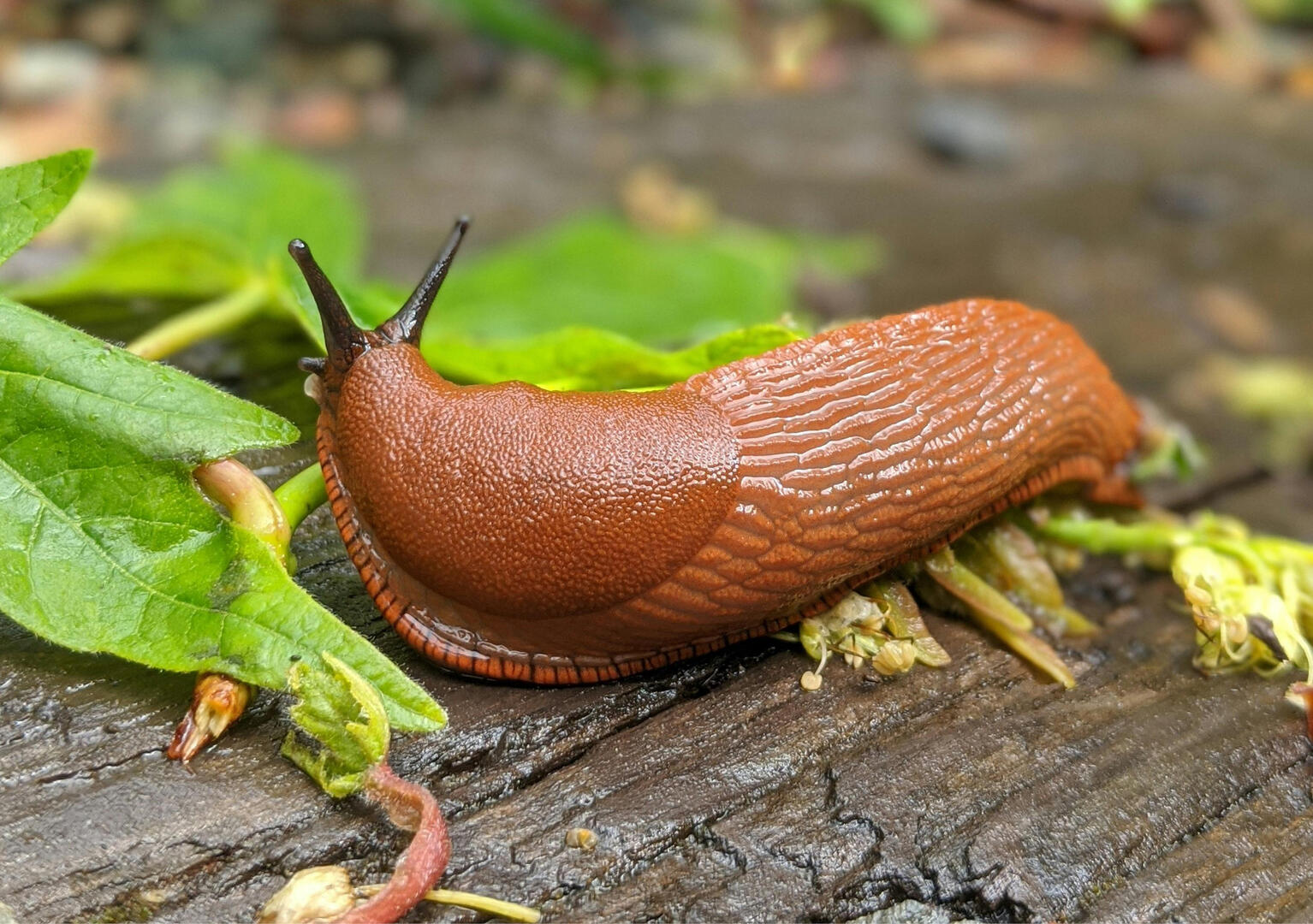 limaces-2786.jpg