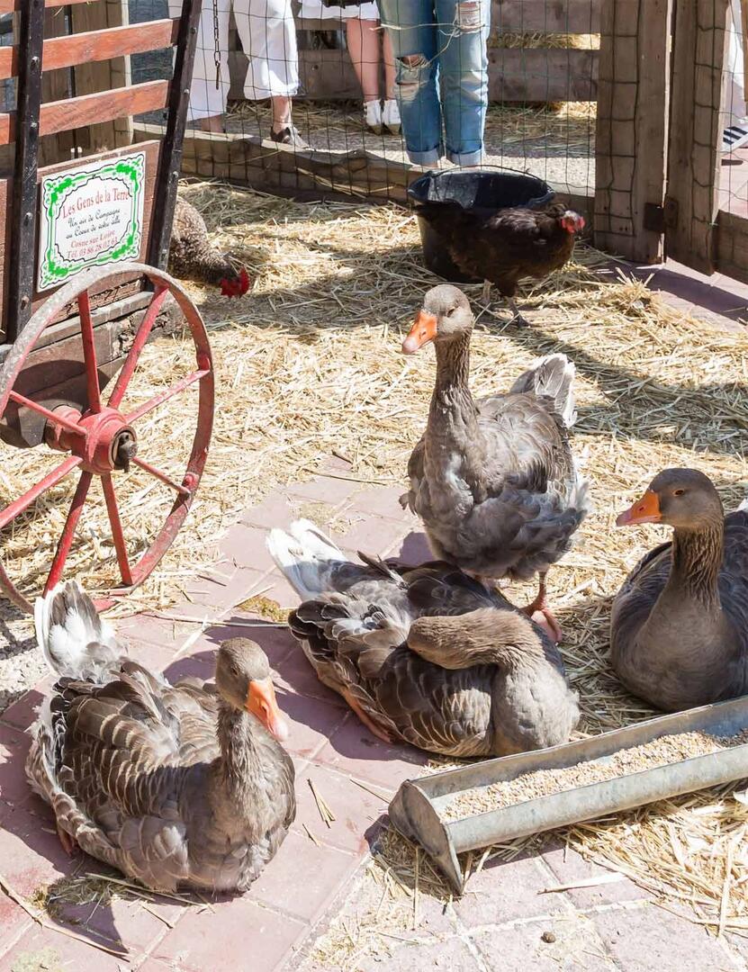 Ferme 25 et 26 aout.jpg