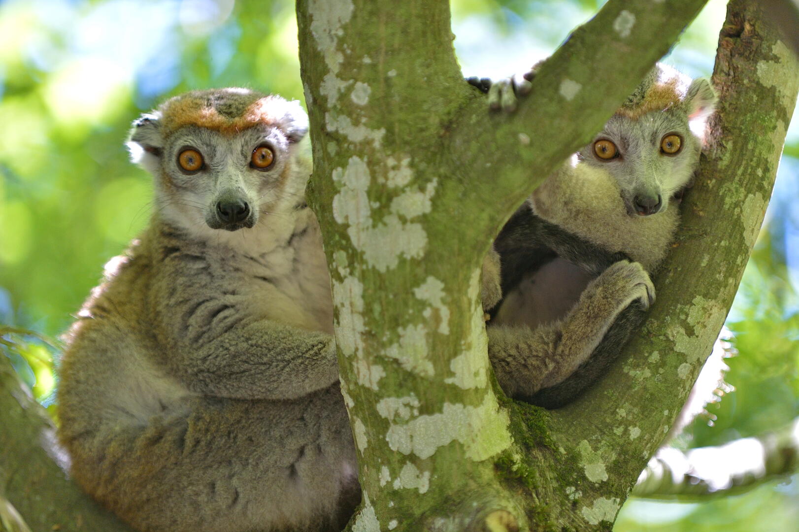 Vallee_des_singes_1.JPG