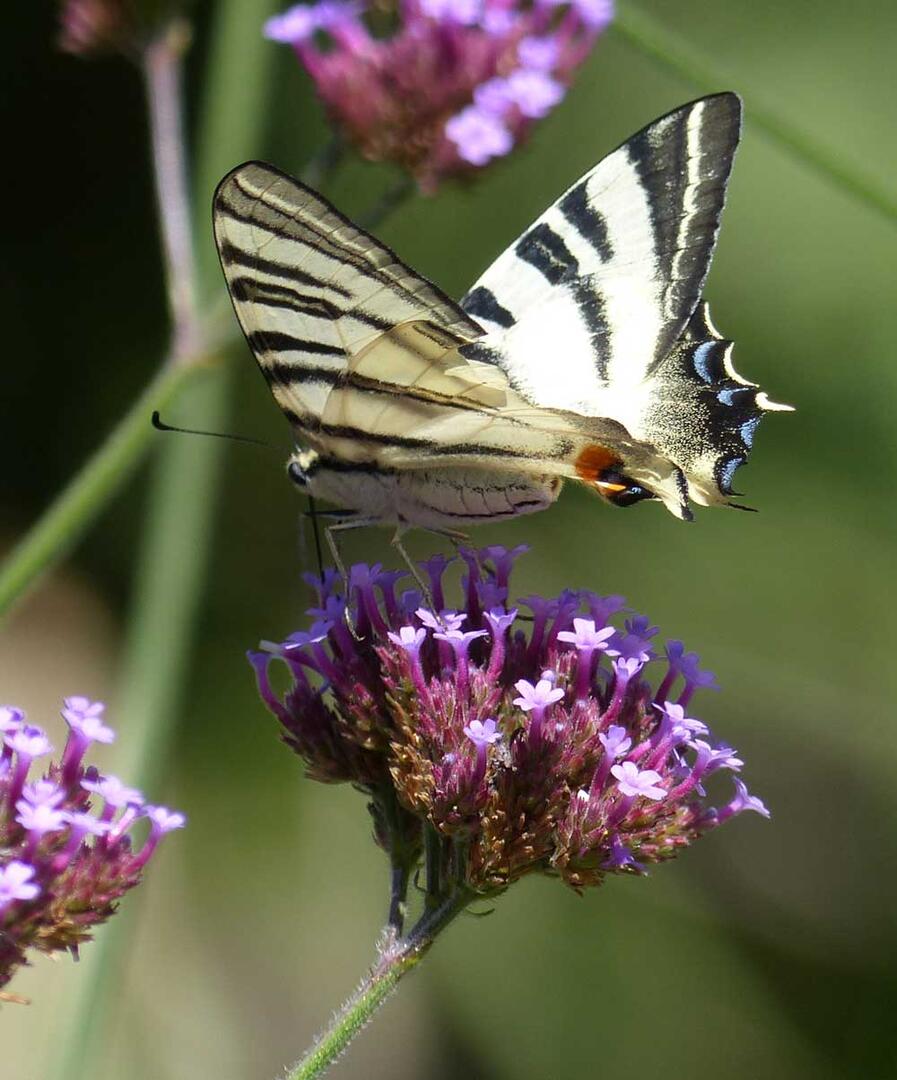 P1100433_web.jpg