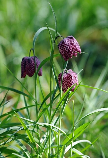 À la découverte de la flore des prairies humides.jpg
