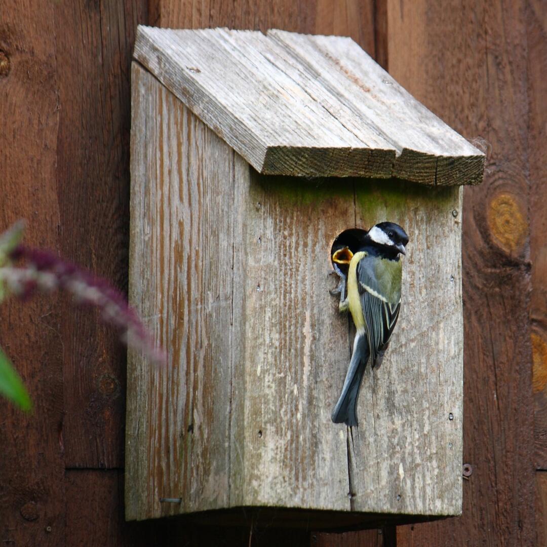 titmouse_bird_natural_expensive_young_birds_nest_box_nesting_box-565379.jpg!d.jpg