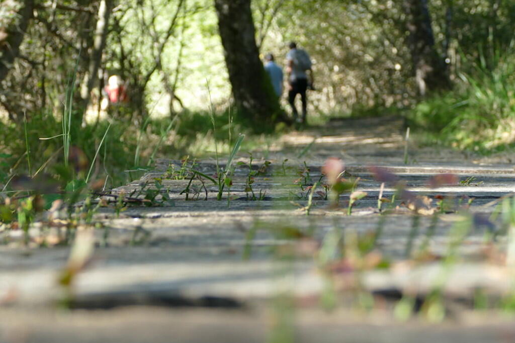 Mas-Artiges-chemin_planche-randonnee--ADRT_Services.JPG-800px.JPG