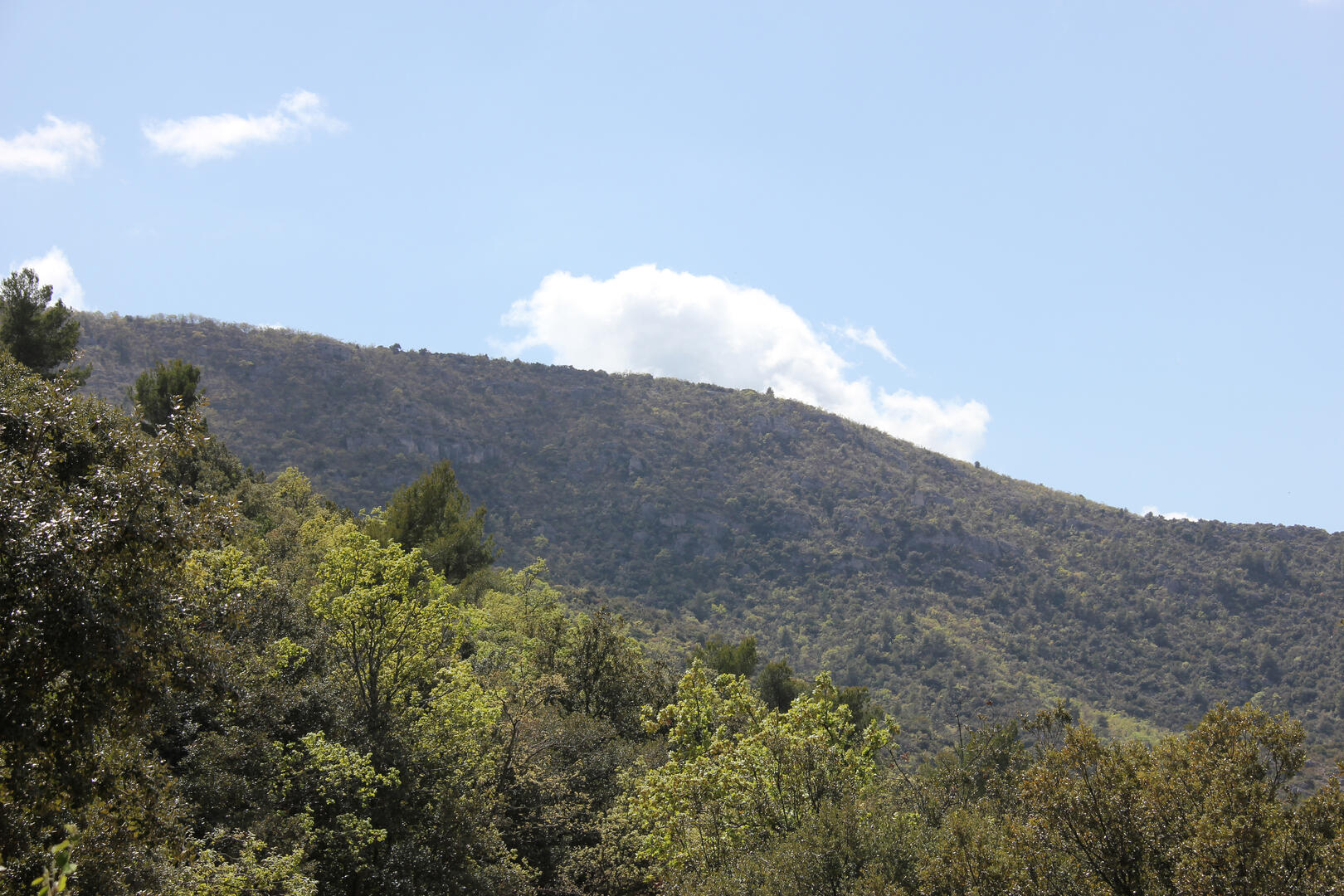 Versant nord de la lare-forêt du Défens-Sainte-Baume OTI Aubagne.jpg
